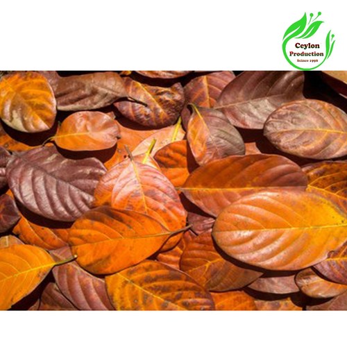 Feuilles entières jacquier - entières,