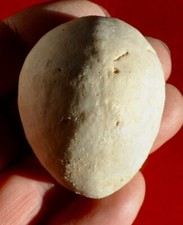 OURSIN FOSSILE CRÉTACÉ DES