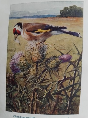 Oiseaux chanteurs 1923 - chanteurs,