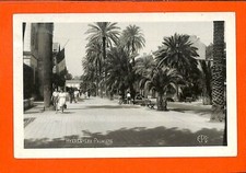 HYERES (83) CPSM " PALMIERS /