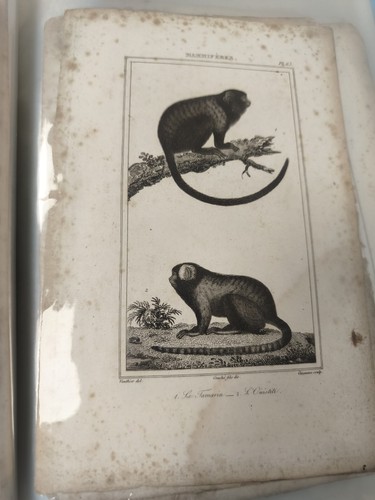 Ancienne gravure animalière