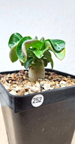 Adenium dha thai live - dha, 'thai'