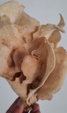 curiosité , taxidermie