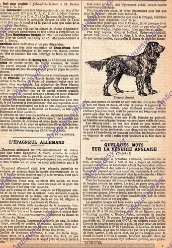 Epagneul allemand chien - epagneul,