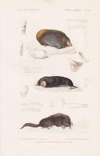 Talpa maulwurf mole - talpa,