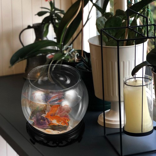 Bocal poisson rouge conteneur - poisson,