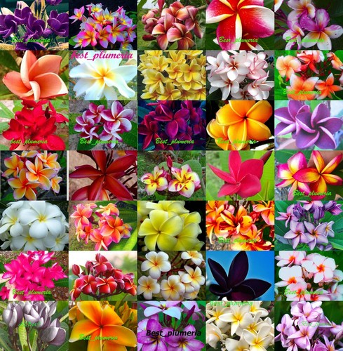 Plumeria frangipanier - frangipanier, /