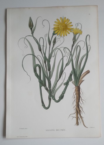 Planche botanique gravée - botanique,