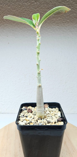 Adenium boehmianum live - boehmianum, ➡️live