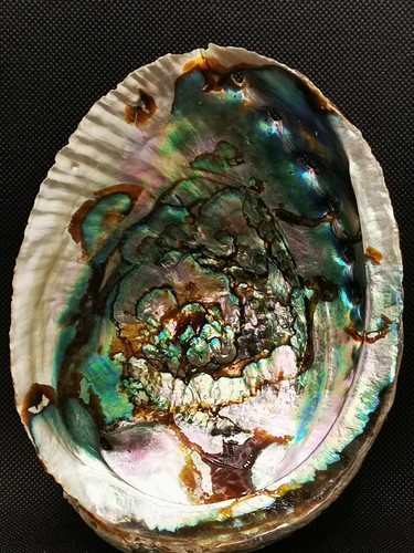 Coquille abalone naturel - coquille,