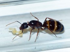Fourmis Camponotus sylvaticus avec ouvrières