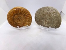 2 ammonites fossiles différentes