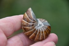 Cymatoceras  sakalavus albien