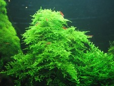 Lot christmas moss - lot, 3