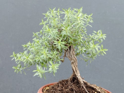 Bonsaï thym 19 cm en - de,