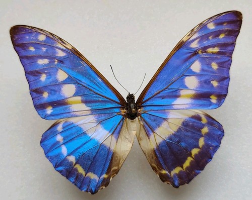 Entomologie morpho cypris male - entomologie,