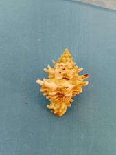 Vasum Capitellum/Op 54 mm