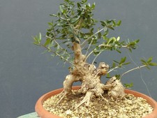 Bonsaï olivier 23 x 19 cm en