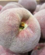 ♫ PECHER : Pêche de VIGNE -