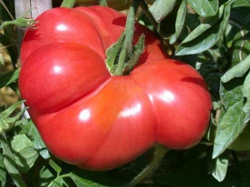 Graines tomate grégory - graines,