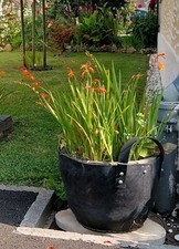 20 Bulbes Crocosmia Oranges