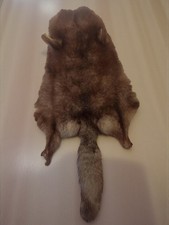 Ancienne peau taxidermie vintage pour cabinet de curiosités collection déco