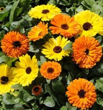 Lot De 25 Graines Soucis Double Variés Fleurs Semences Graines Seed