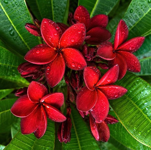 Plumeria rubra seeds - rubra,