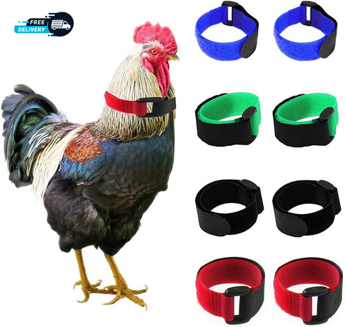 Pack crow rooster - no,