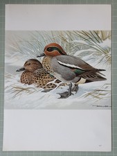 BASIL EDE Imprimé Oiseaux