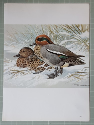 Basil ede imprimé oiseaux - basil,