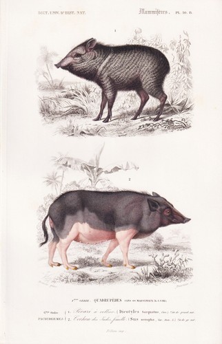 Sanglier pecari tajacu pekari - sanglier,