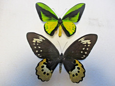 Entomologie Papilionidae