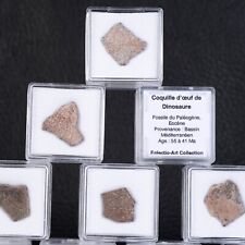 Une coquille d'œuf de