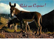 Carte Postale - Animaux - Anes