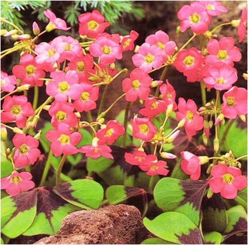 Oxalis deppei iron - , 1