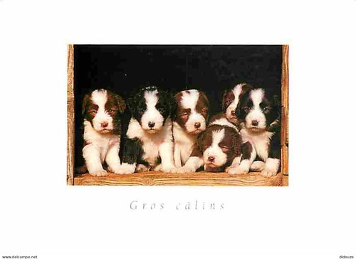 Carte postale animaux - postale,