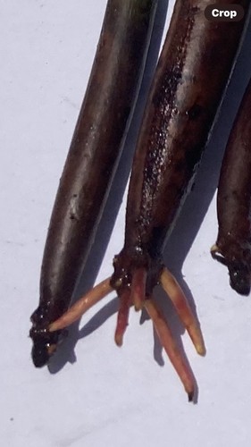 Pre rooted mangrove - pre-rooted,