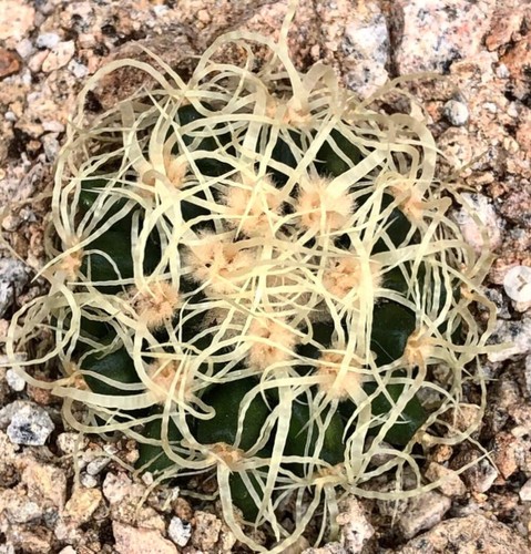 Echinocactus grusonii var
