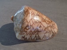 Coquillage :  NEW VOLUTIDAE CYMB. NOBILIS TAMARISKAE de 115.6 mm INDONESIE