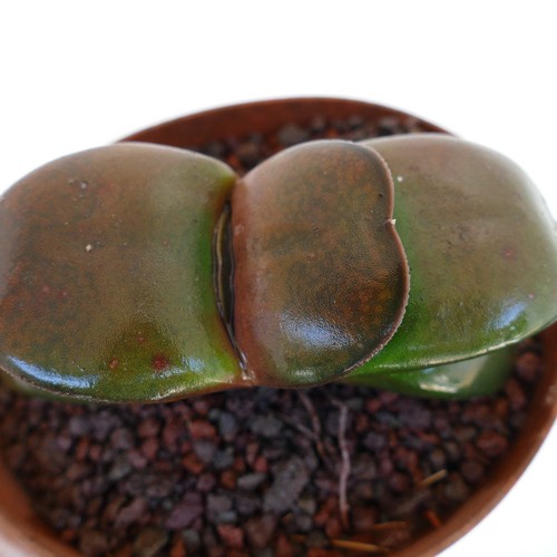 Gasteria pillansii - , cv