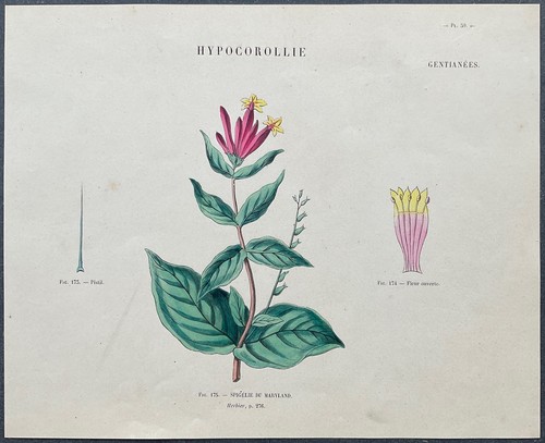Herbier spigélie maryland - herbier,