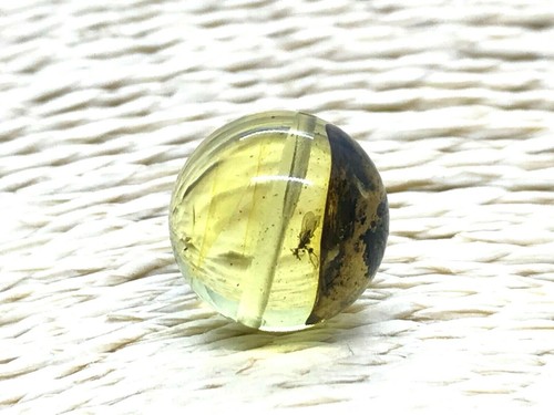 Ambre avec insecte perle - avec, ronde