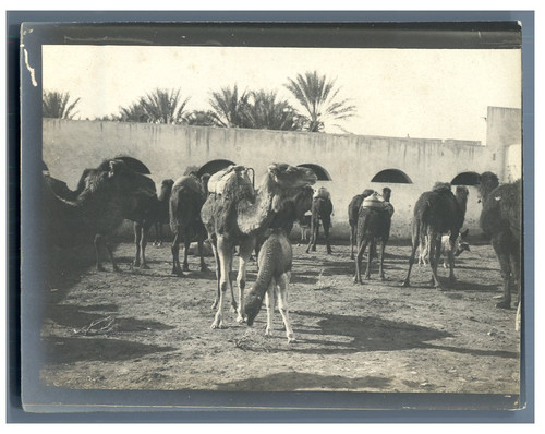 Algérie biskra - algérie,, (بسكرة)