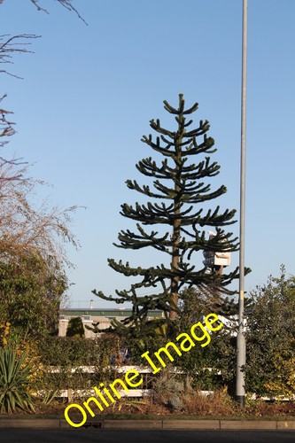 Photo 6x4 araucaria araucana - photo,