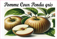 Pomme-Cour-Pendu-gris 12