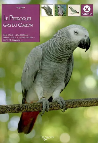 Perroquet gris gabon - perroquet, du