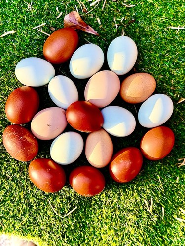 Black copper maran hatching - black,