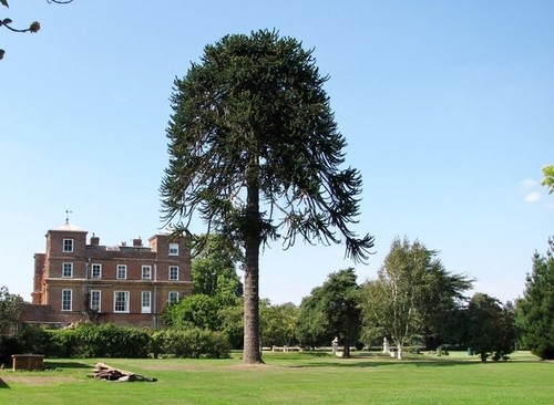 Photo 6x4 monkey puzzle - photo,