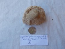 FOSSILE. OURSIN.ECHINOLAMPAS.LUTETIEN.VENTEUIL.MARNE.